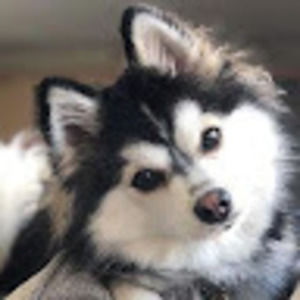 Meet your Posher, Meekah